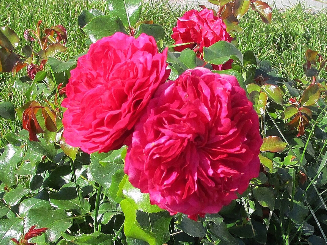 Розы в саду. - Ольга Довженко