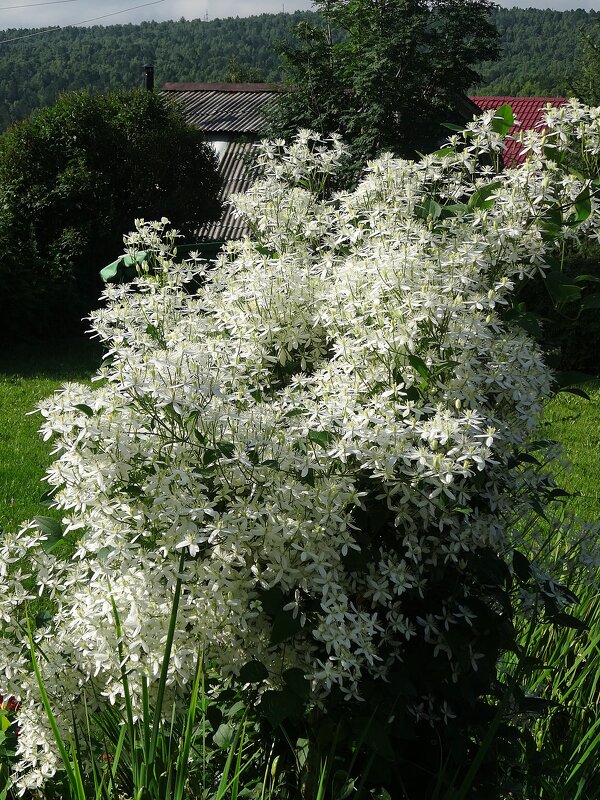 Цветет белый кустовой клематис - цветы как душистое облако - Лидия Бусурина