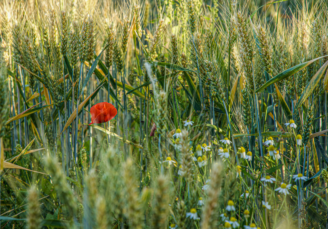 Пшеничное поле. - Lucy Schneider 