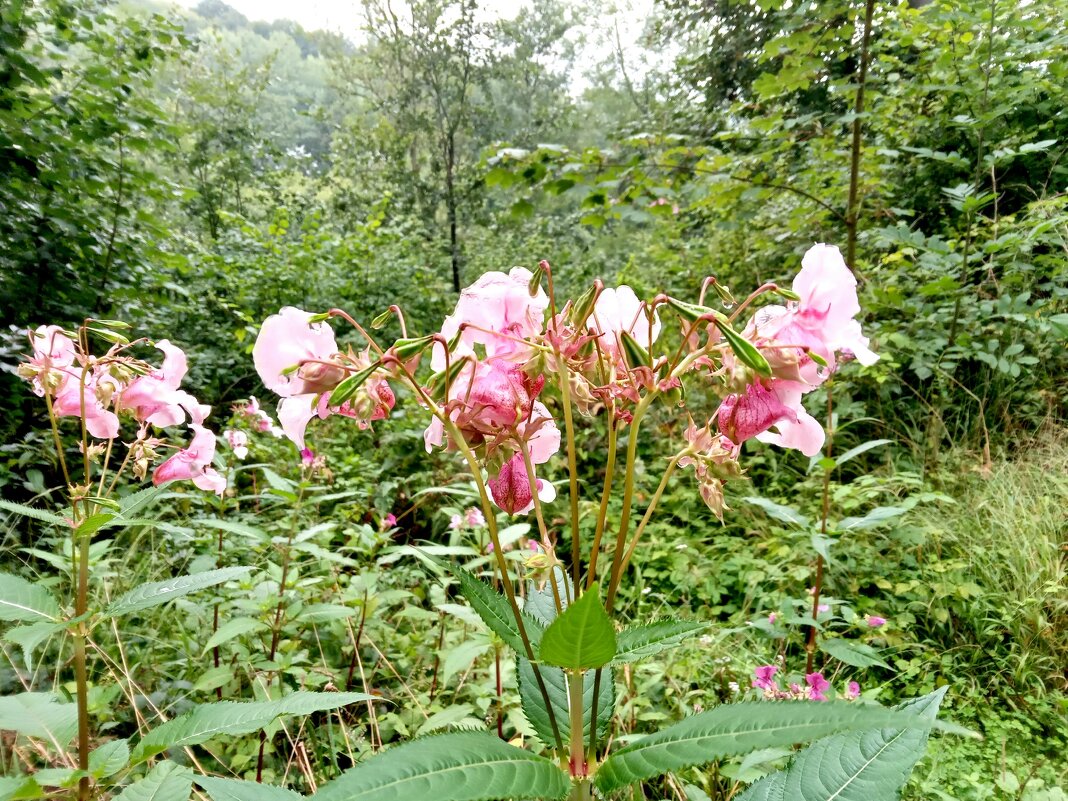 (Impatiens glandulifera), - Heinz Thorns