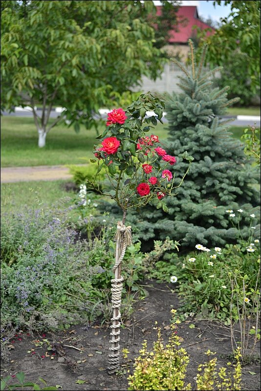 дерево Rose - Сеня Белгородский