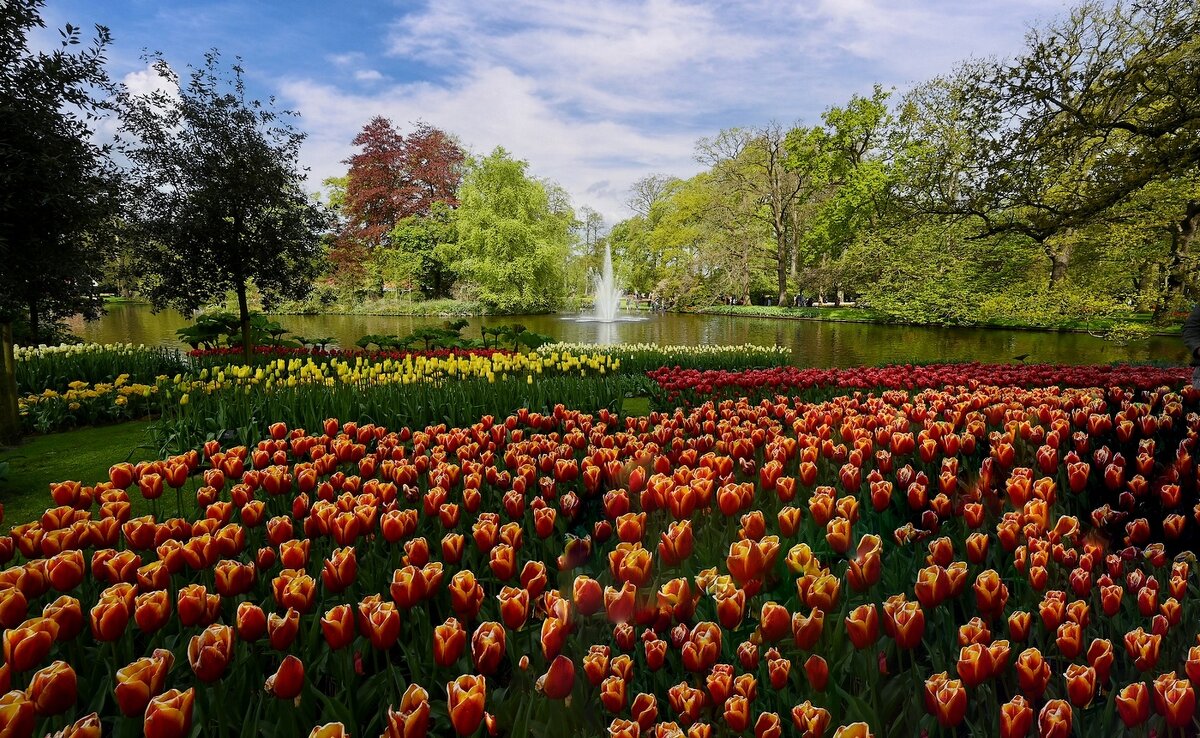 Парк тюльпанов в Голландии - Valentin Bondarenko