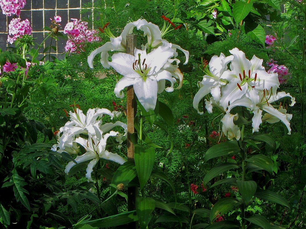 ..белые лилии в палисаднике у дома моего... - galalog galalog