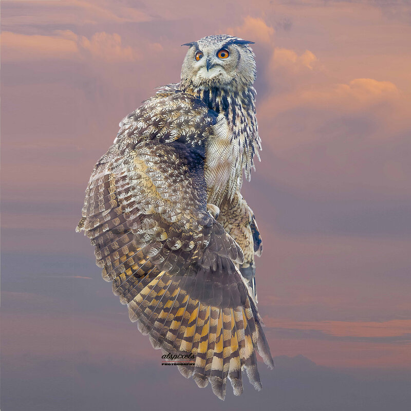 Eagle owl - Al Pashang 