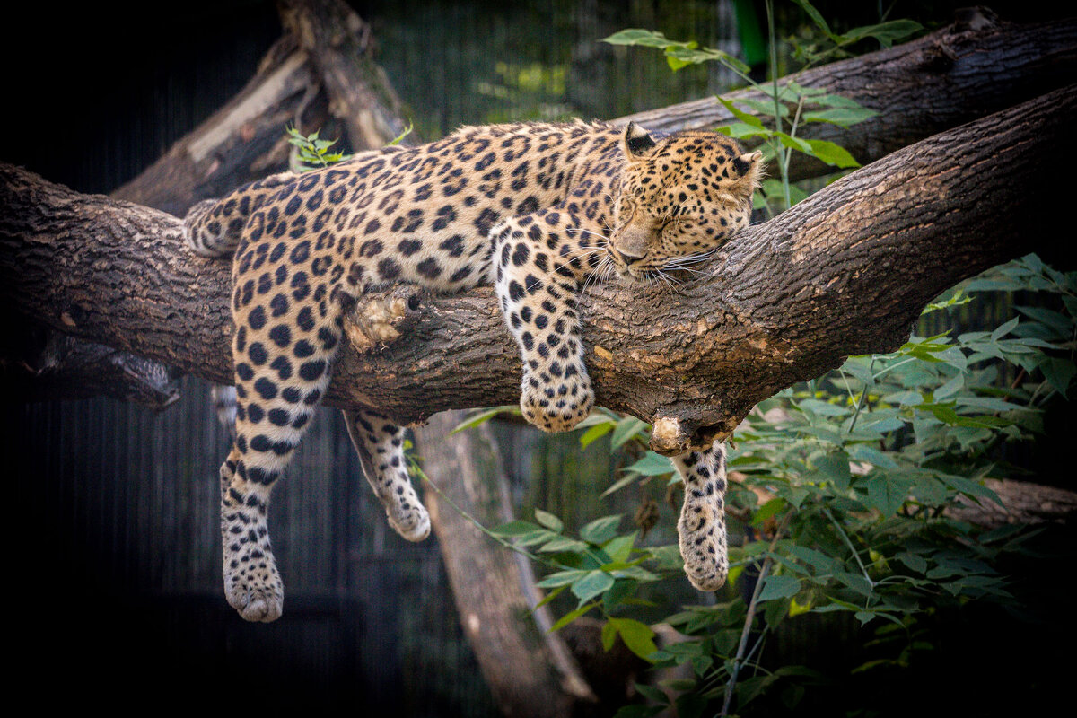 спящий леопард - аркадий 