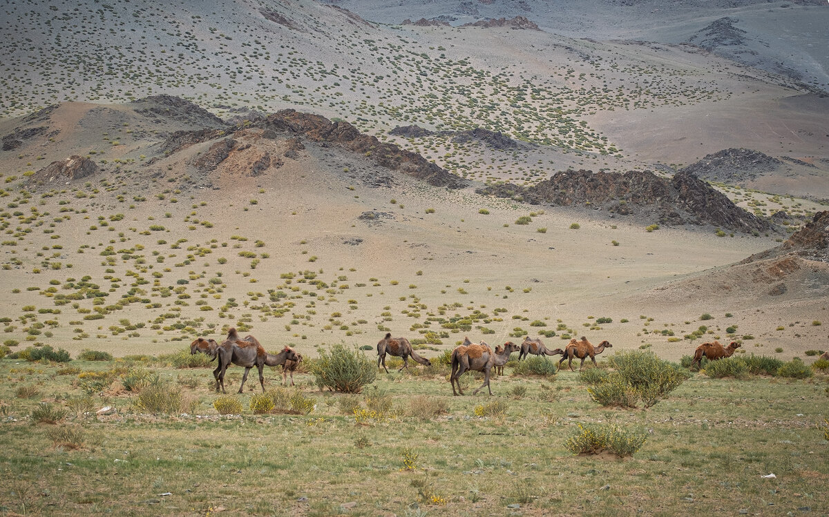 Монголия. Караван стриженных верблюдов.... - Galina 