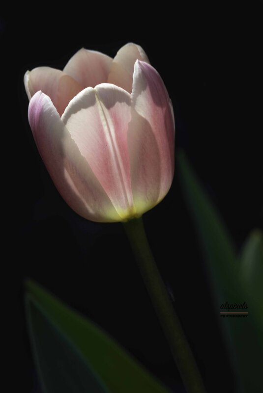 Tulip - Al Pashang 