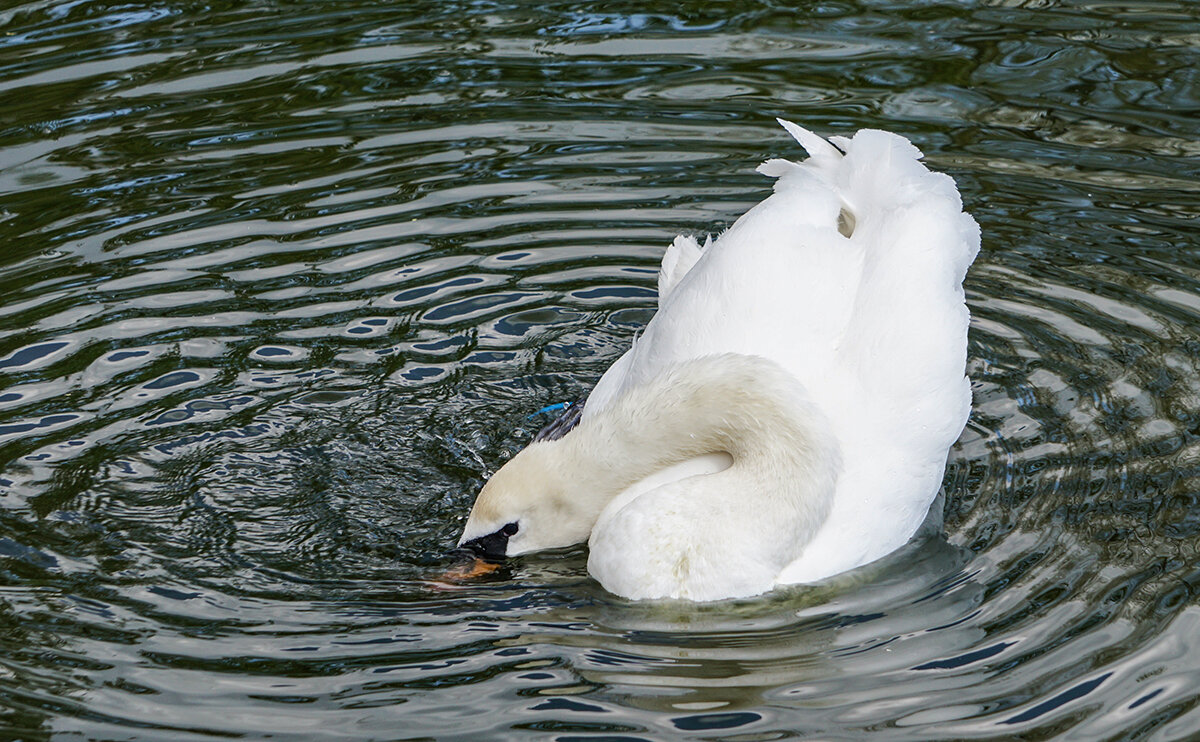 Белый лебедь на пруду - Ольга 