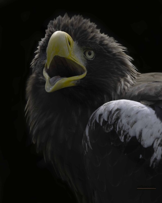 Steller&#39;s sea eagle - Al Pashang 