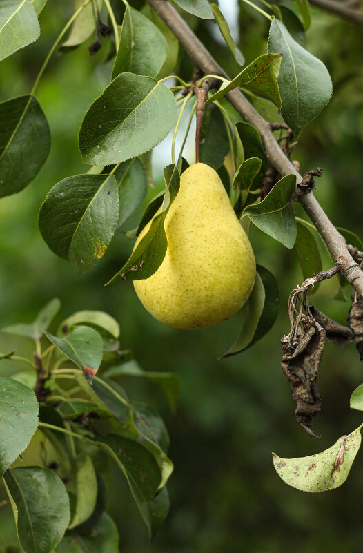 Garden pear | 5 - Sergey Sonvar