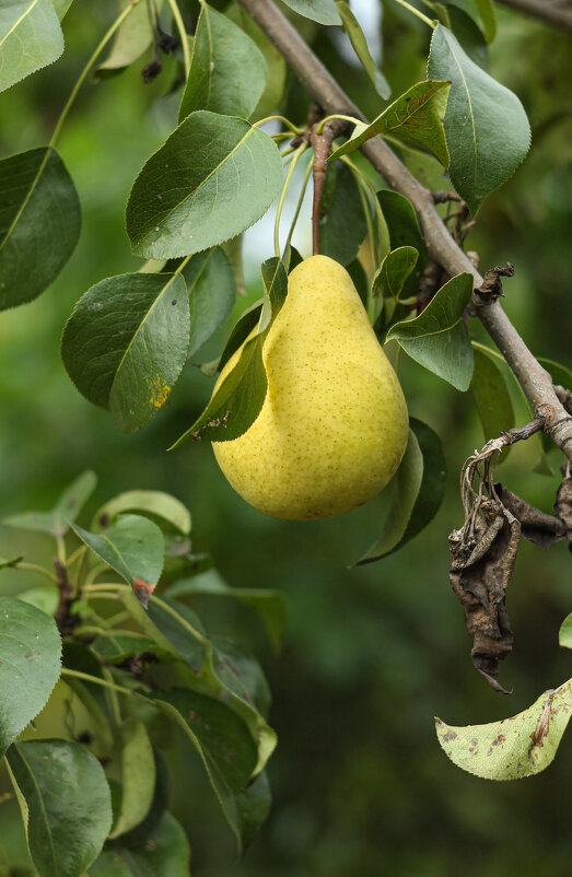 Garden pear | 7 - Sergey Sonvar