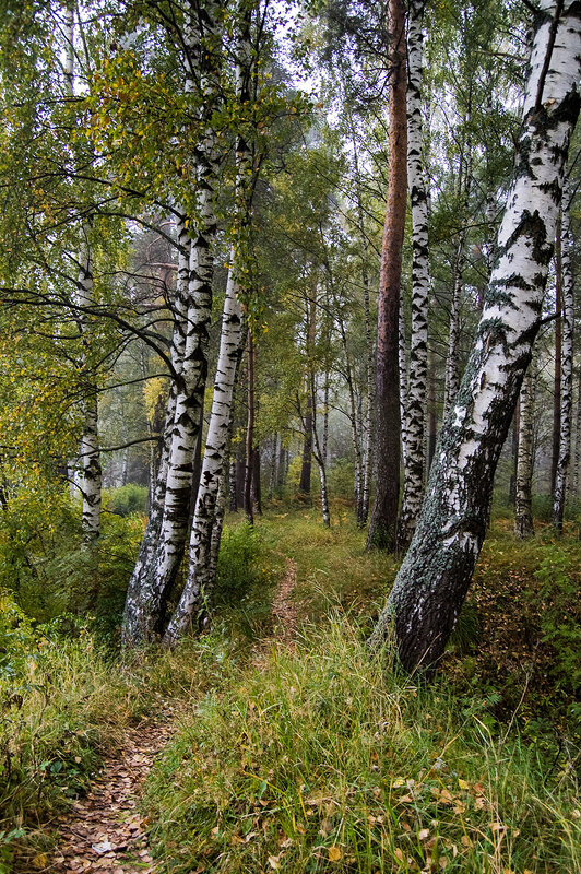 В лес тропинка - Александр 