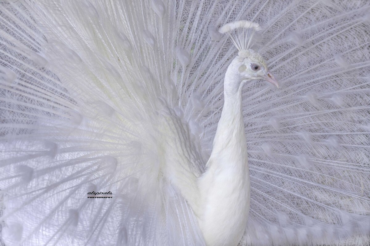 White peacock with leucism - Al Pashang 