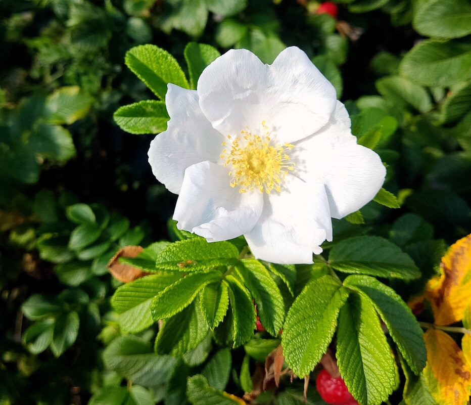 Белый многоцветковый шиповник (другое название роза многоцветковая). - Валерий Новиков