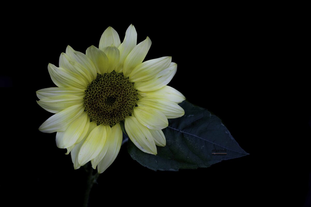 Sunflower - Al Pashang 