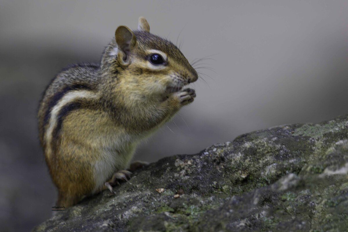 Chipmunk - Al Pashang 