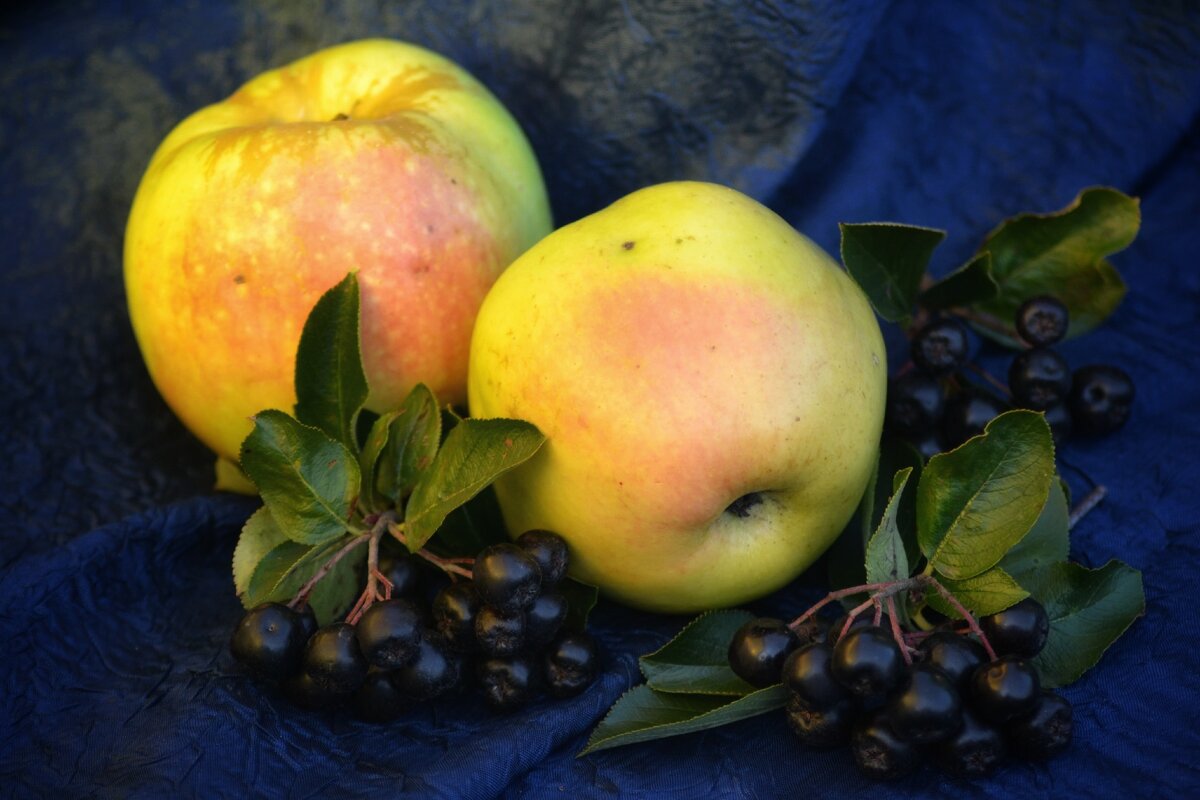 Яблоки черноплодная рябина - александр 