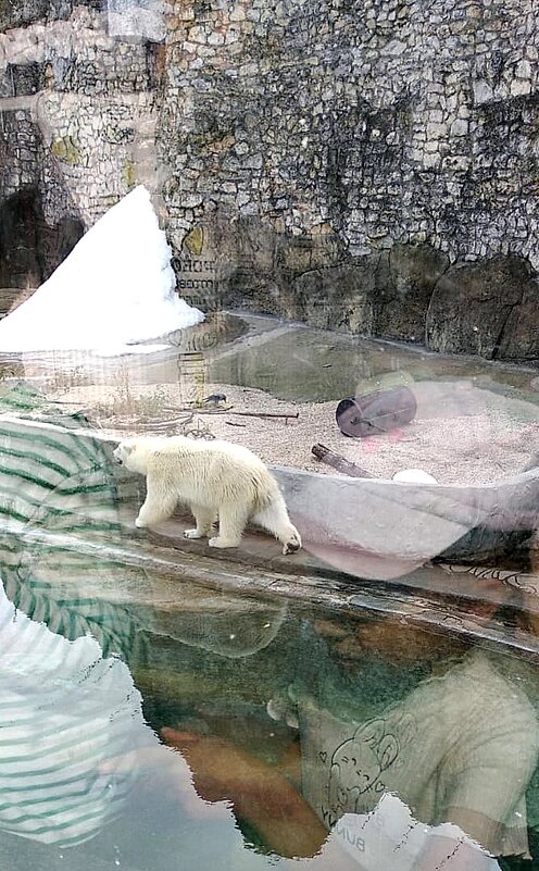 Белый медведь - Ольга Довженко
