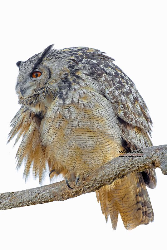 Eagle owl - Al Pashang 