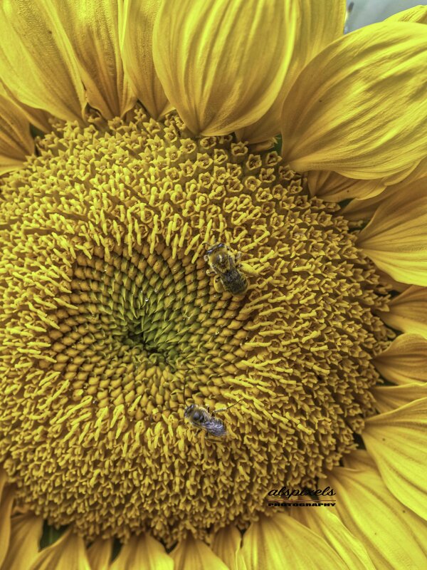 Sunflower - Al Pashang 