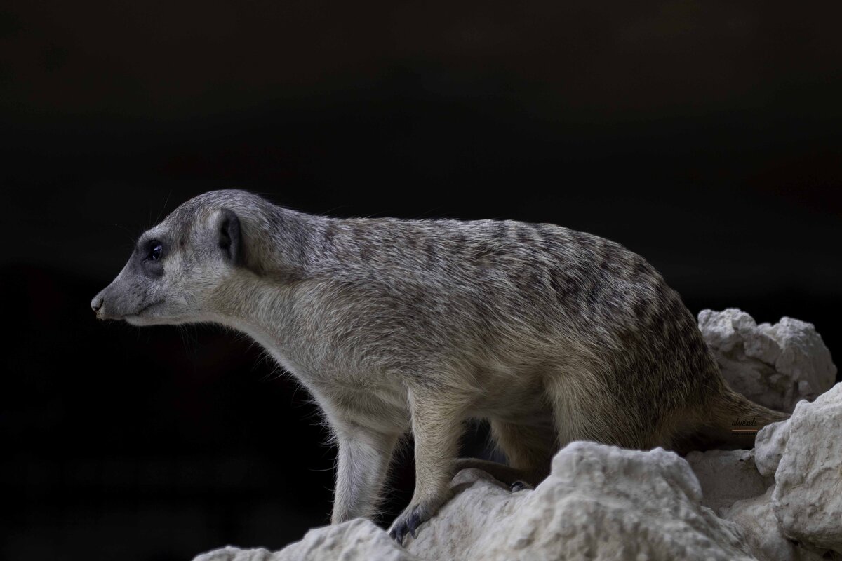 Slender-tailed meerkat - Al Pashang 