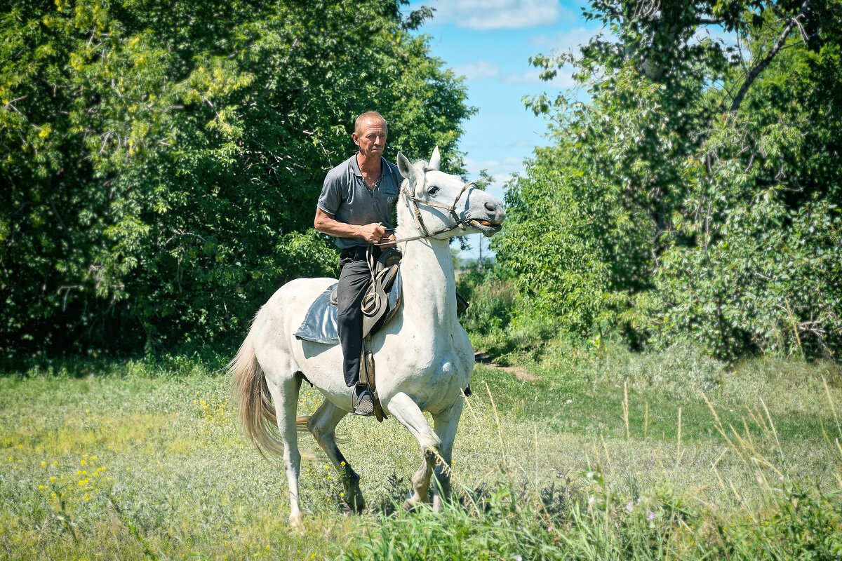 Всадник - Дмитрий Конев