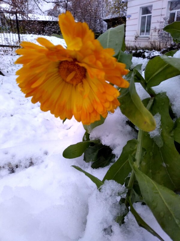 цветы на снегу - Ольга Конькова