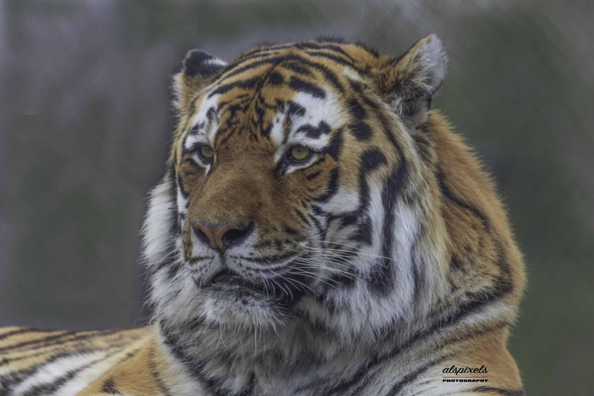 Amur tiger - Al Pashang 