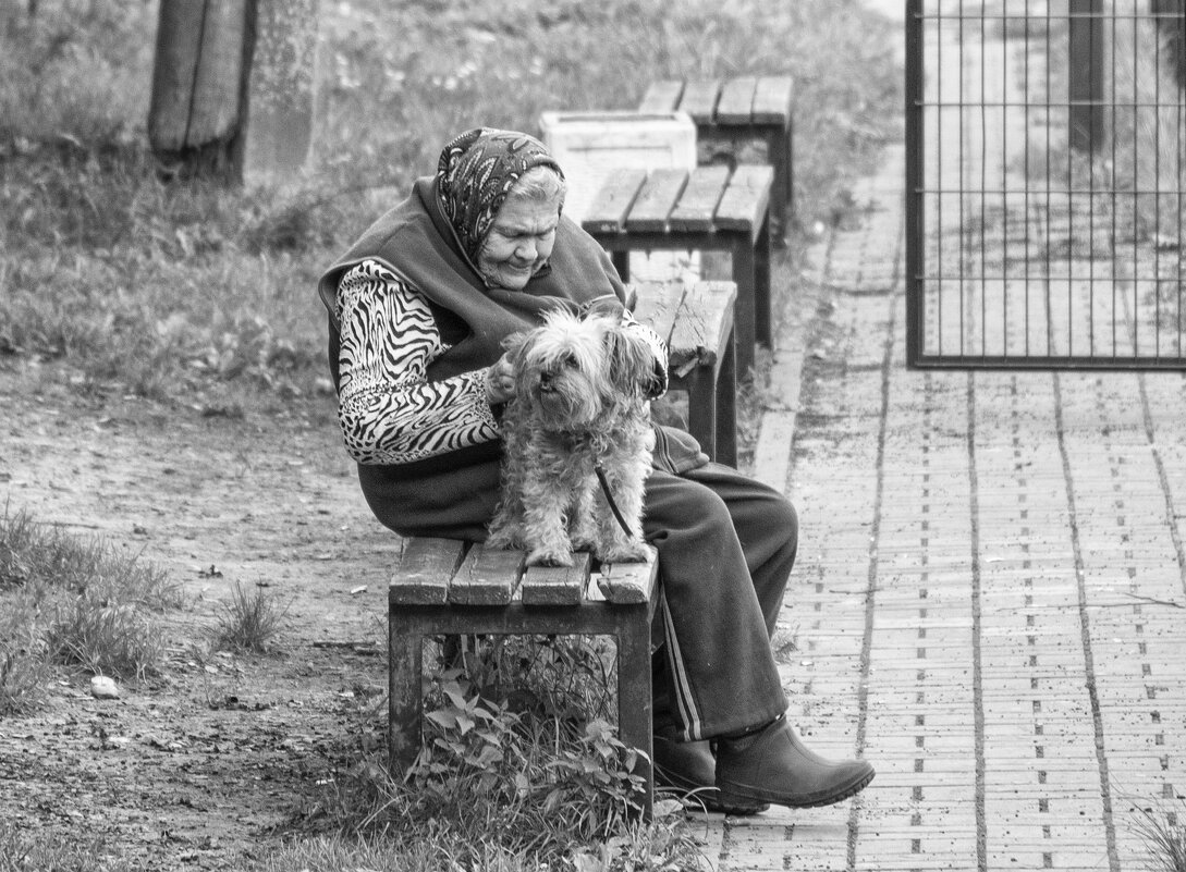 Бабушка с собачкой - Александр Степовой 