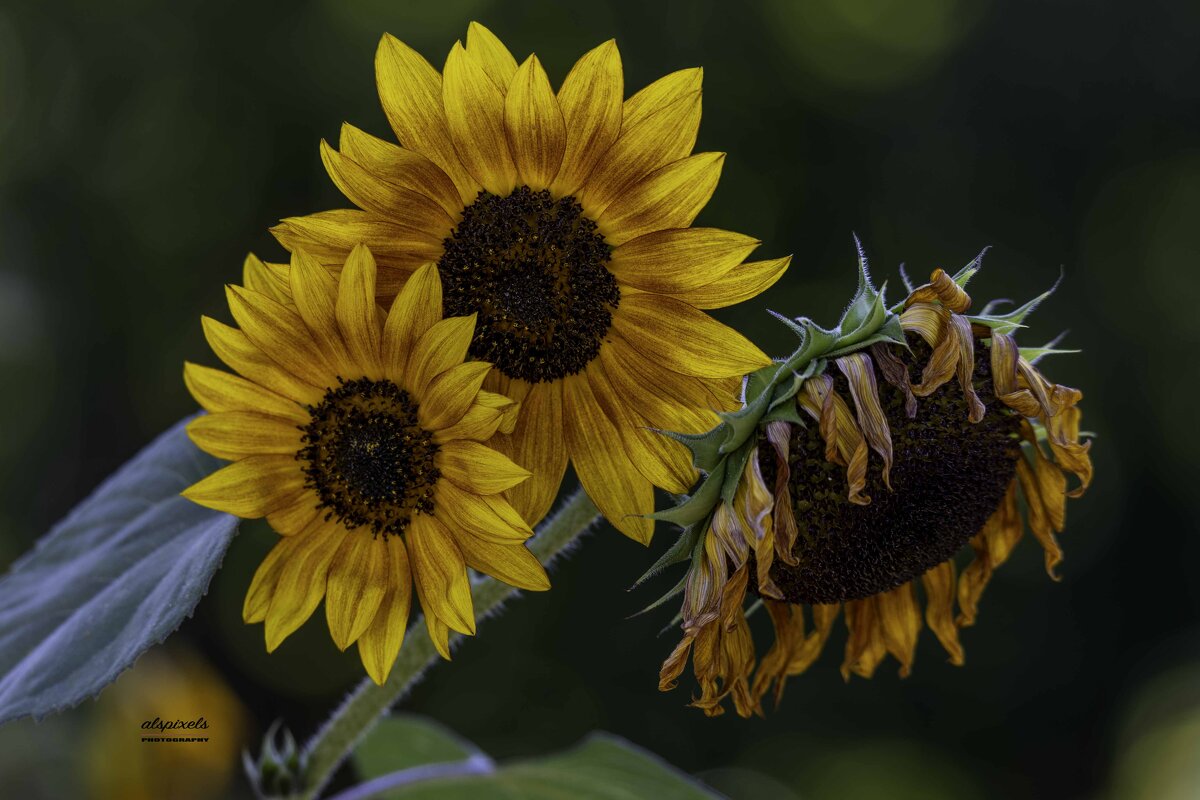 Sunflower - Al Pashang 