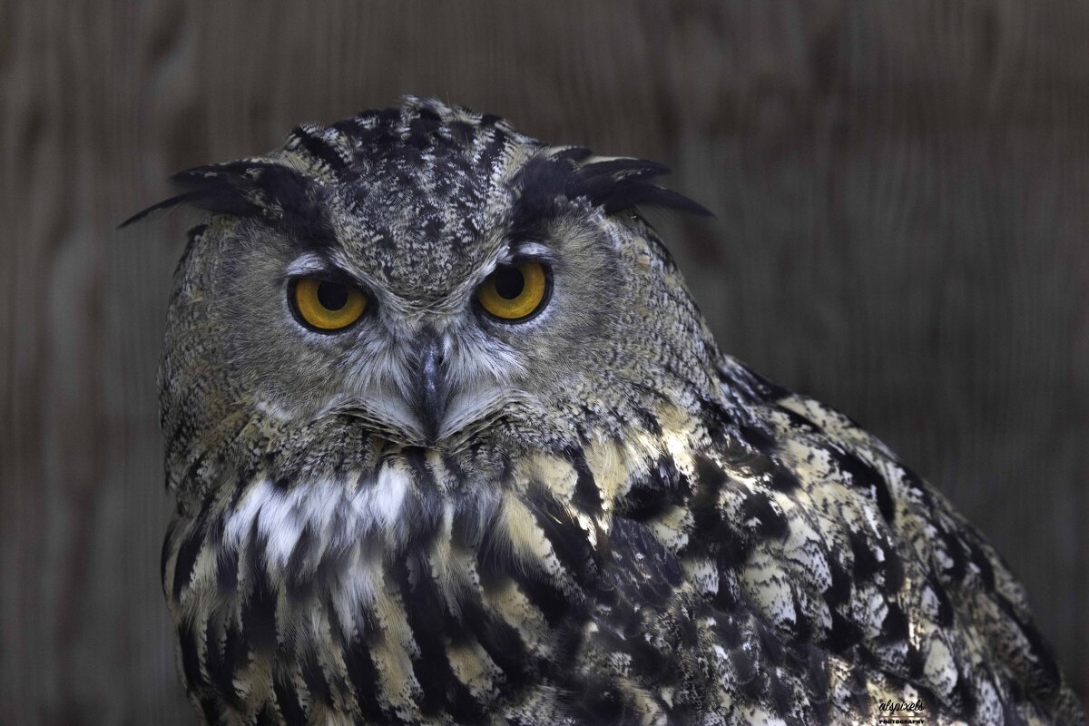 Eagle owl - Al Pashang 