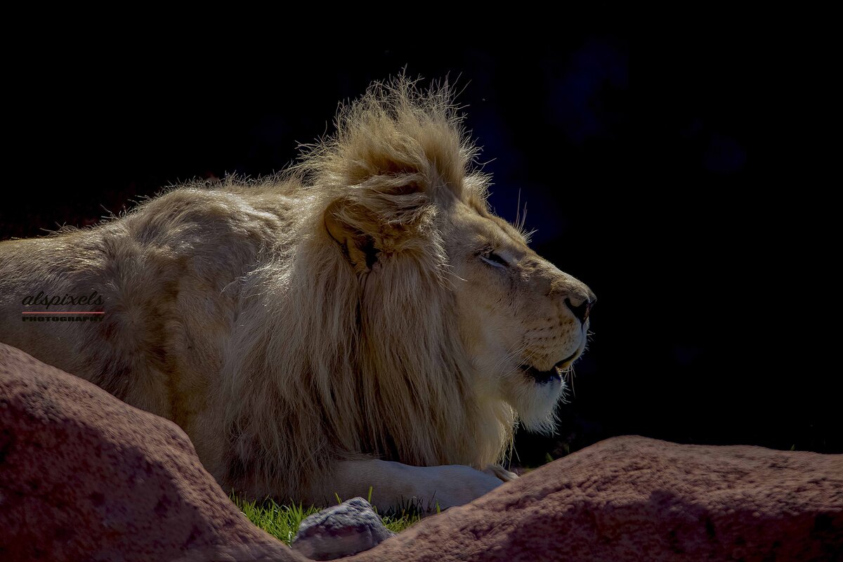 White lion - Al Pashang 