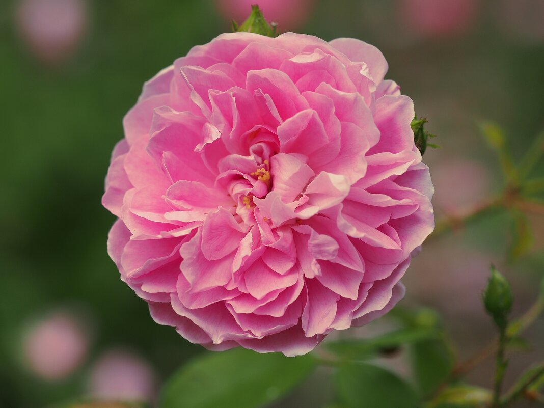 Английская роза "Harlow Carr" - wea *