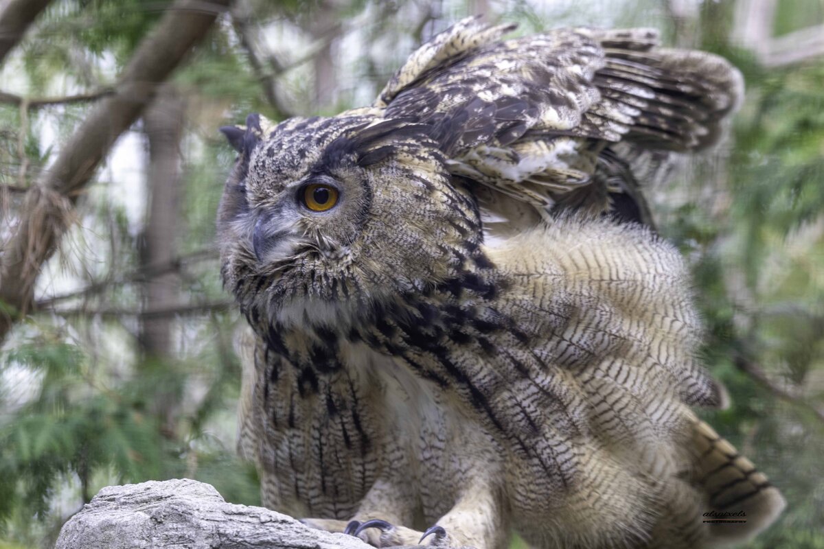 Eagle owl - Al Pashang 