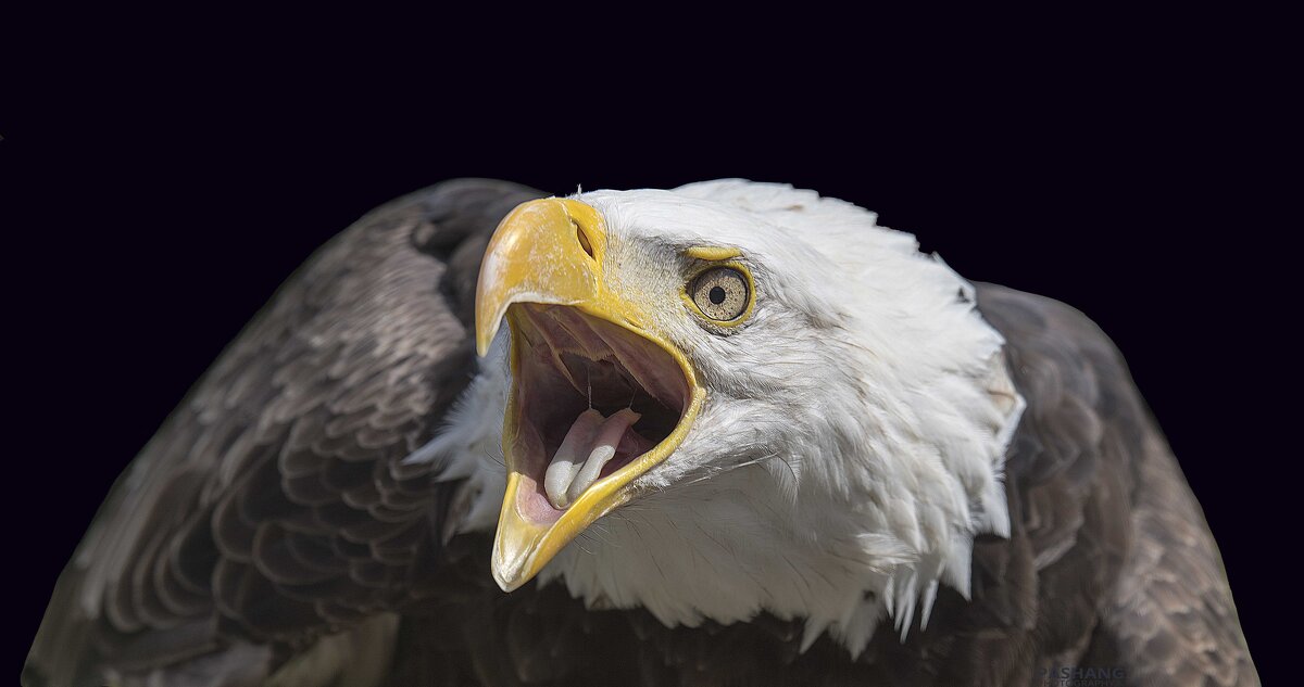 Bald eagle - Al Pashang 