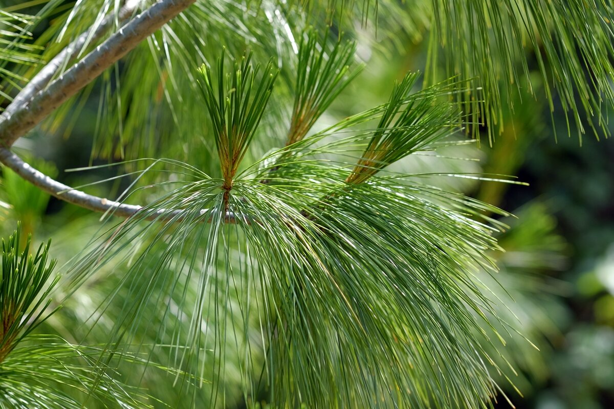 Pinus strobus Сосна Веймутова - wea *