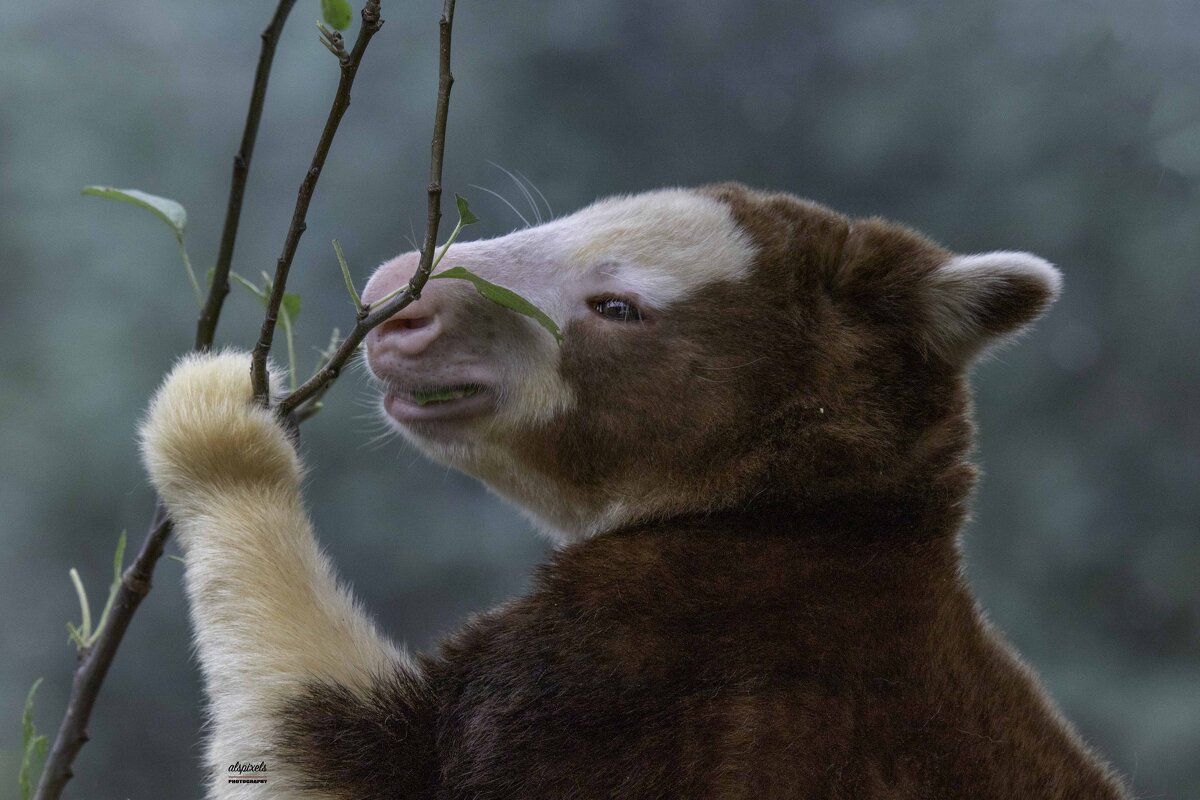 Tree kangaroo - Al Pashang 