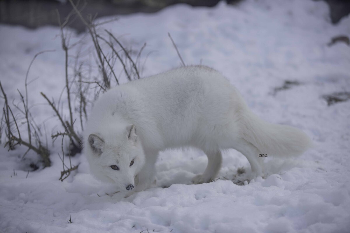 Arctic fox - Al Pashang 