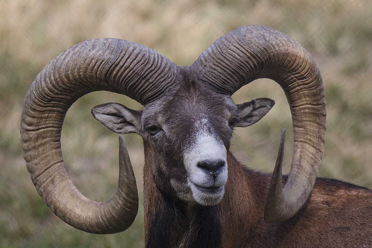 Mouflon - Al Pashang 