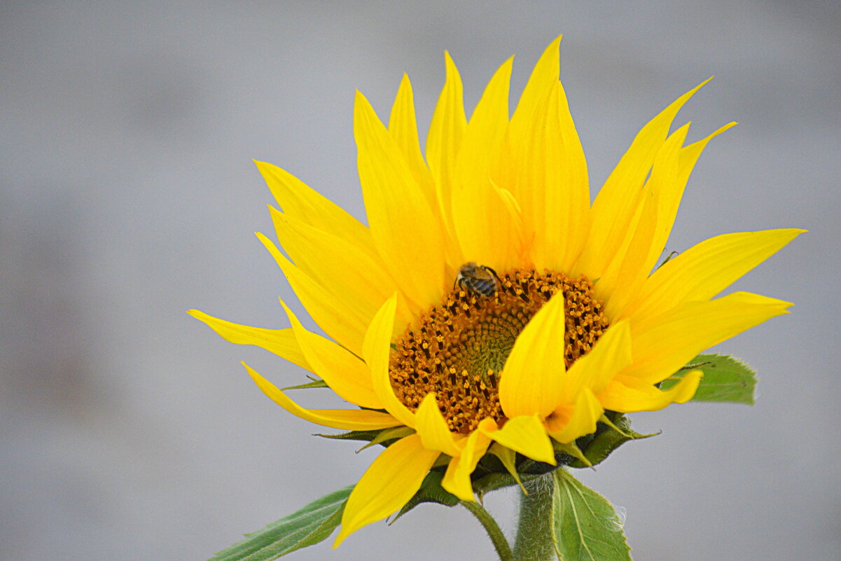 Пчёлка , уснувшая в цветке - Татьяна Лютаева