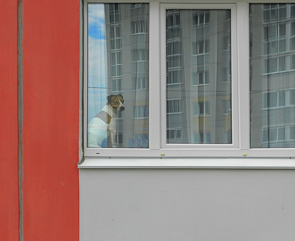 собака в окне - Лера 