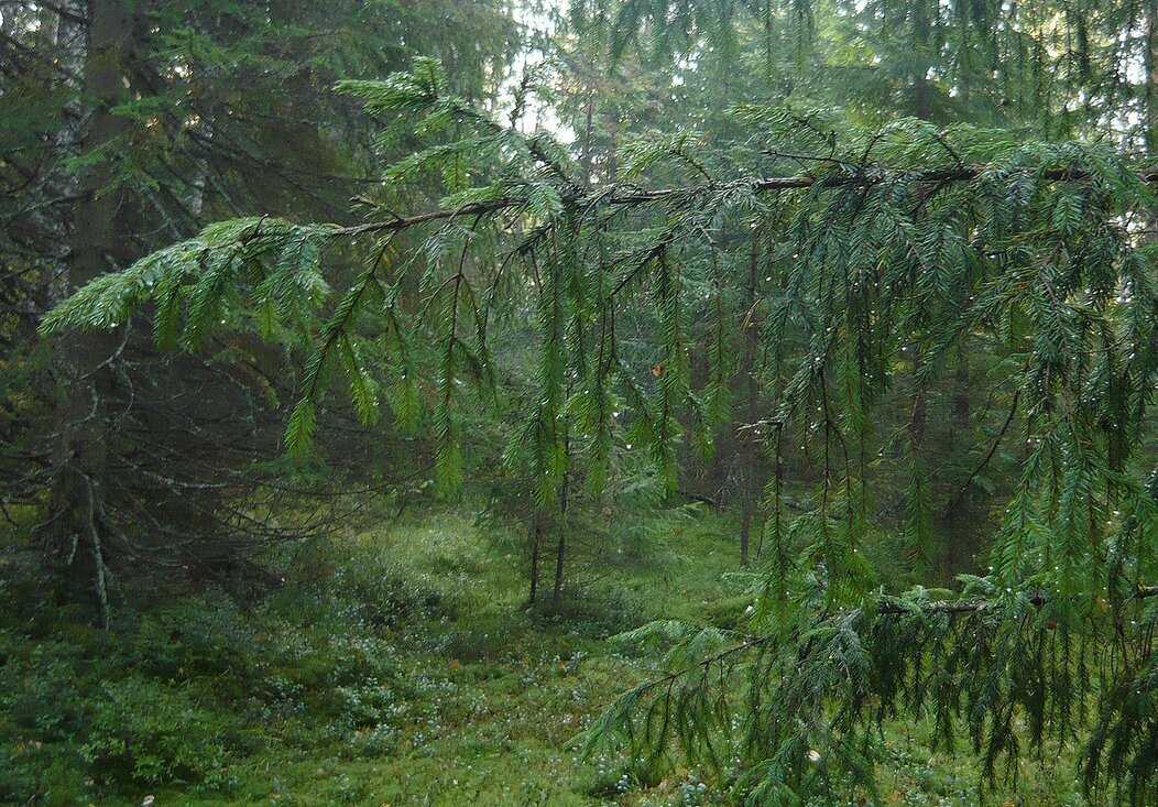 Дождь в лесу - Вера Щукина