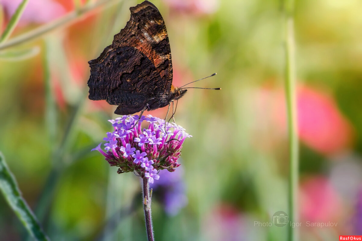 Бабочка пьющая осенний нектар - Игорь Сарапулов