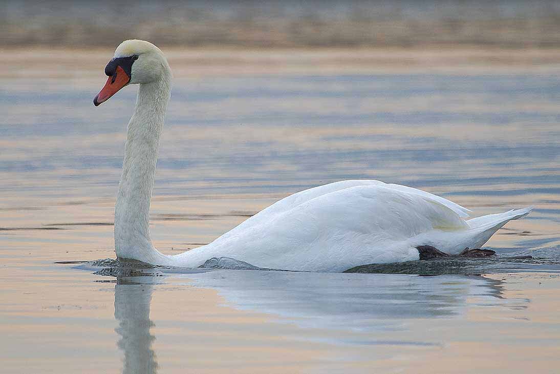 Mute swan - Al Pashang 