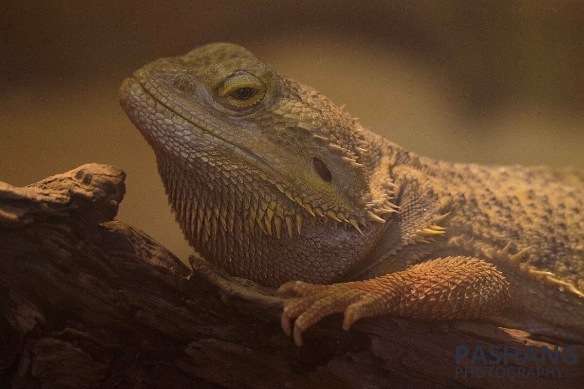 Central bearded dragon - Al Pashang 