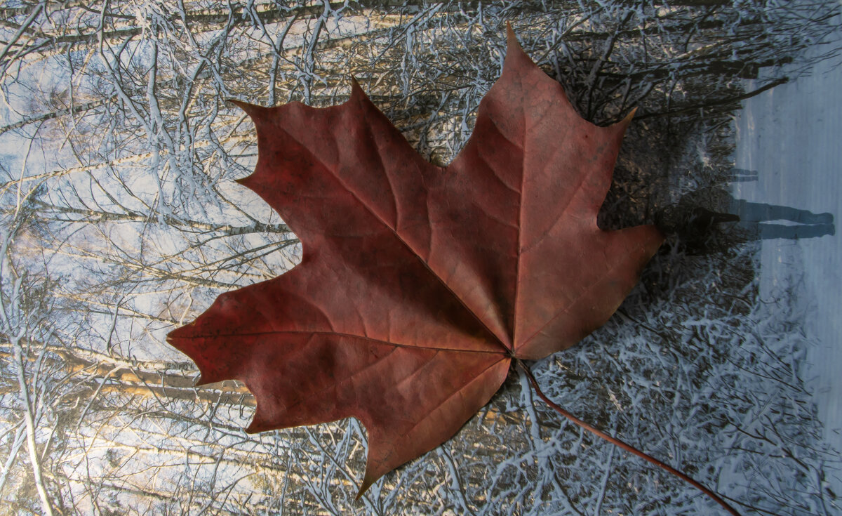 Красный лист осенний уходящий в зиму - Яков Реймер