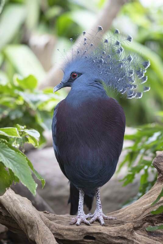 Victoria crowned pigeon - Al Pashang 