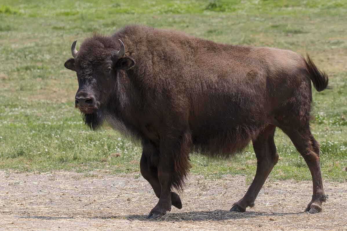 Wood bison - Al Pashang 