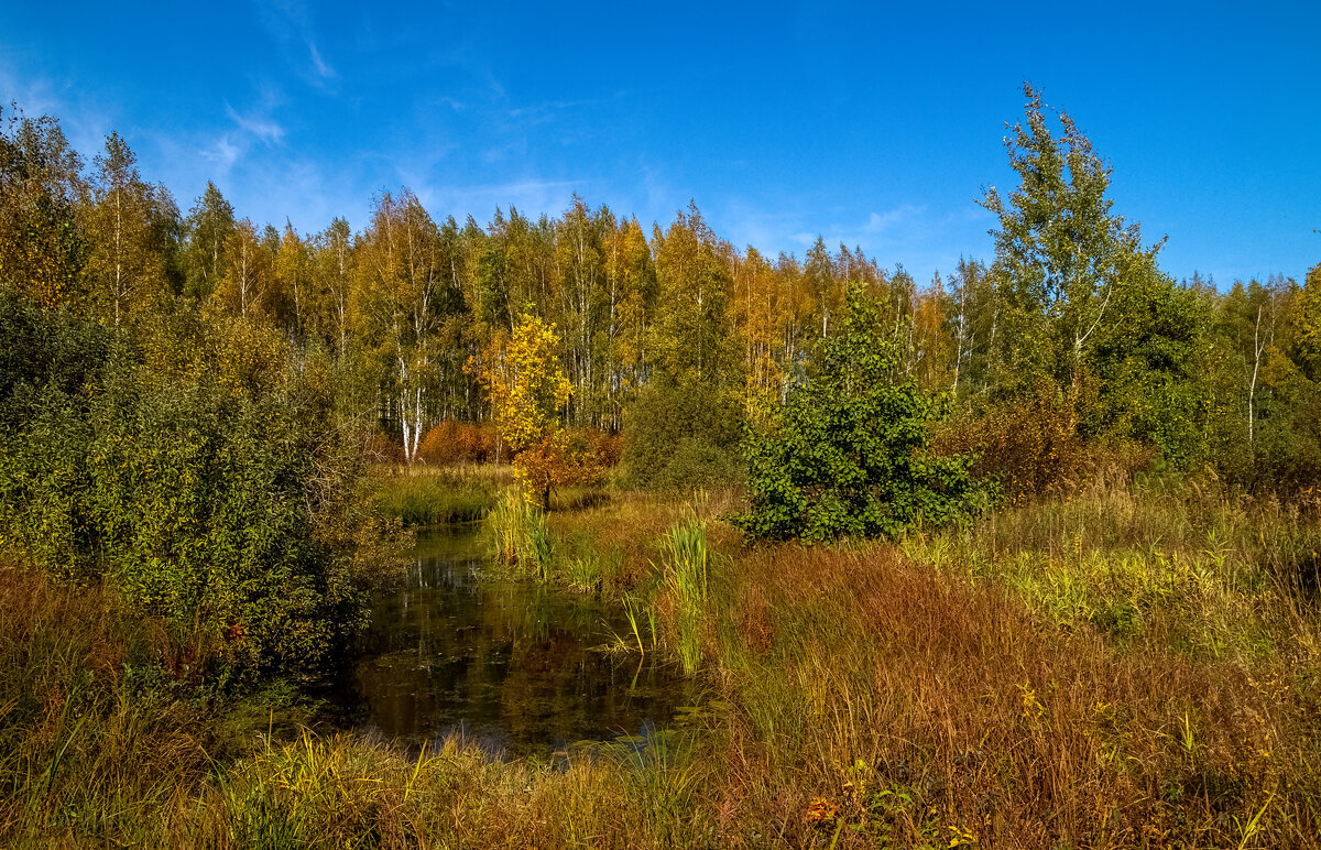 Теплая Подмосковная Осень # VIII - Андрей Дворников