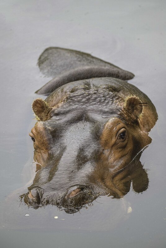 River hippopotamus - Al Pashang 